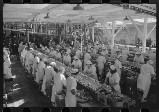 Untitled photo, possibly related to: Sliced salmon ready for canning, Columbia River Packing Association, Astoria, Oregon