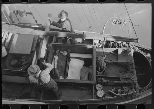 Taking cover off hatch of boat loaded with tuna packed in ice, Columbia River Packing Association, Astoria, Oregon