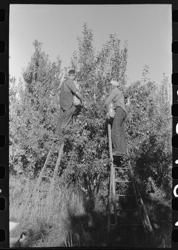 Picking pears, Hood River, Oregon