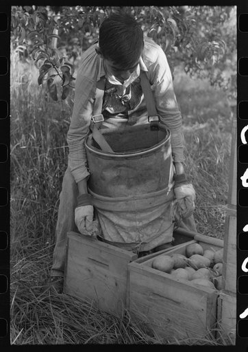 Pear picker, Hood River, Oregon