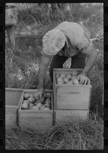 Untitled photo, possibly related to: Pear picker, Hood River, Oregon