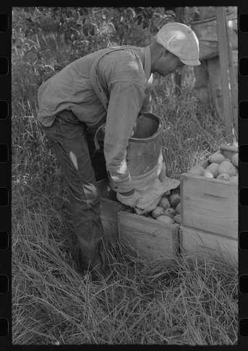 Pear picker, Hood River, Oregon