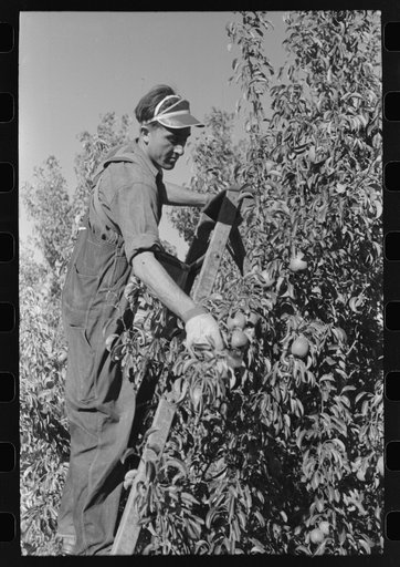 Pear pricker. Hood River, Oregon