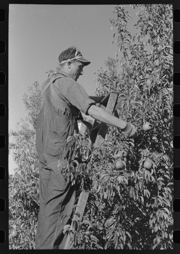 Pear picker, Hood River, Oregon