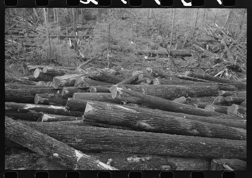 Logs. Long Bell Lumbering Company. Woods operations. Cowlitz County, Washington