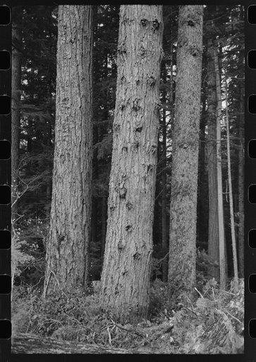 Trees on holdings of the Long Bell Lumber Company, Cowlitz County, Washington