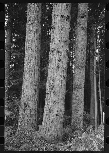 Untitled photo, possibly related to: Trees on holdings of the Long Bell Lumber Company, Cowlitz County, Washington