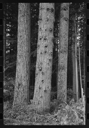 Untitled photo, possibly related to: Trees on holdings of the Long Bell Lumber Company, Cowlitz County, Washington