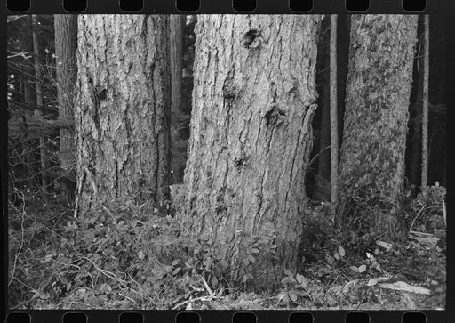 Trunks of trees on holdings of the Long Bell Lumber Company, Cowlitz County, Washington