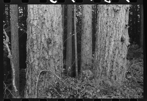 Trunks of trees on holdings of the Long Bell Lumber Company, Cowlitz County, Washington