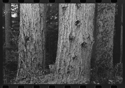 Untitled photo, possibly related to: Trunks of trees on holdings of the Long Bell Lumber Company, Cowlitz County, Washington