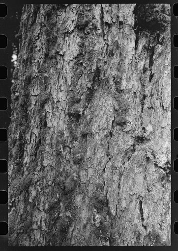 Untitled photo, possibly related to: Trunks of trees on holdings of the Long Bell Lumber Company, Cowlitz County, Washington