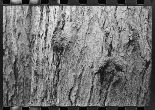 Untitled photo, possibly related to: Trunks of trees on holdings of the Long Bell Lumber Company, Cowlitz County, Washington
