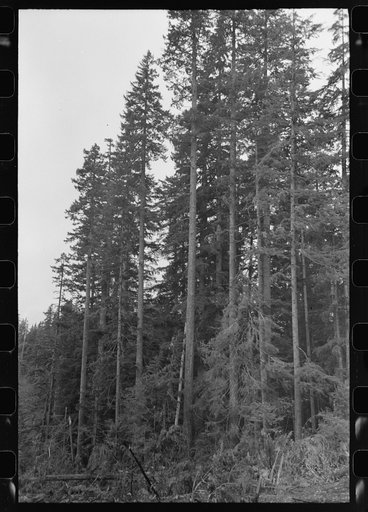 Trunks of trees on holdings of the Long Bell Lumber Company, Cowlitz County, Washington