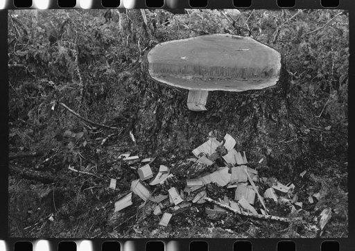 Untitled photo, possibly related to: Sighting a tree in the undercut to determine the exact direction in which the tree will fall, Long Bell Company, Cowlitz County, Washington.