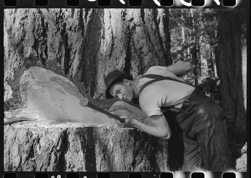 Sighting a tree in the undercut to determine the exact direction in which the tree will fall, Long Bell Company, Cowlitz County, Washington.