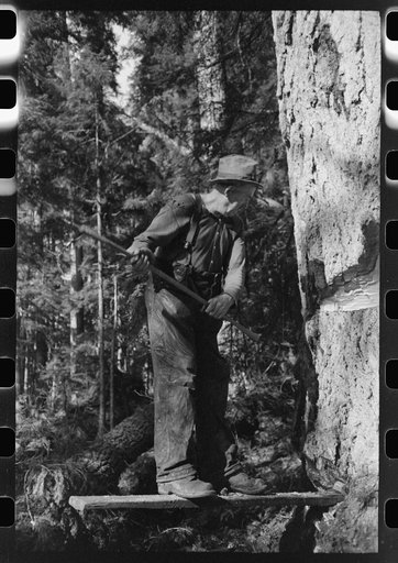 Untitled photo, possibly related to: The two fallers saw down a tree, Long Bell Lumber Company, Cowlitz County, Washington