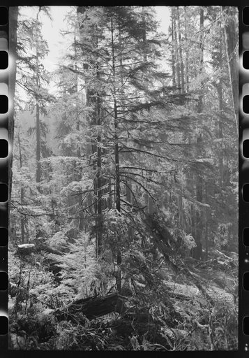 Looking through the woods on holdings of the Long Bell Lumber Company, Cowlitz County, Washington