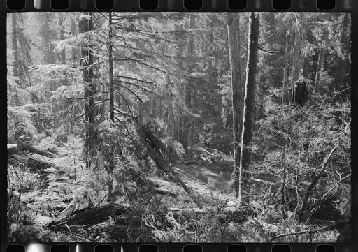 Looking through the woods on holdings of the Long Bell Lumber Company, Cowlitz County, Washington