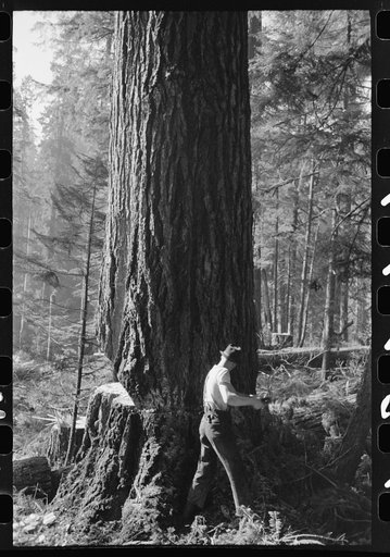 One of the two fallers who saw down trees, Long Bell Lumber Company, Cowlitz County, Washington