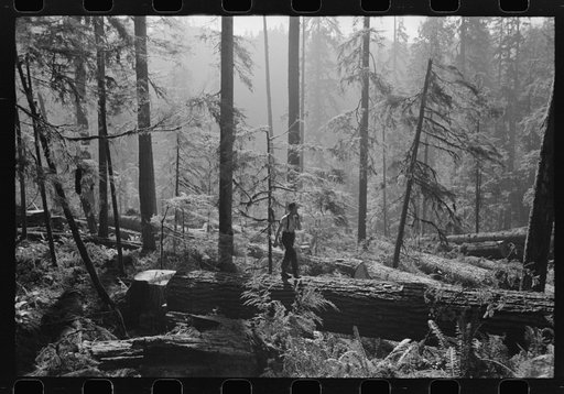 Holdings of the Long Bell Lumber Company, Cowlitz County, Washington. Notice the tall ferns; the constant dripping moisture in the forests of this section have earned them the name "the rain forests"