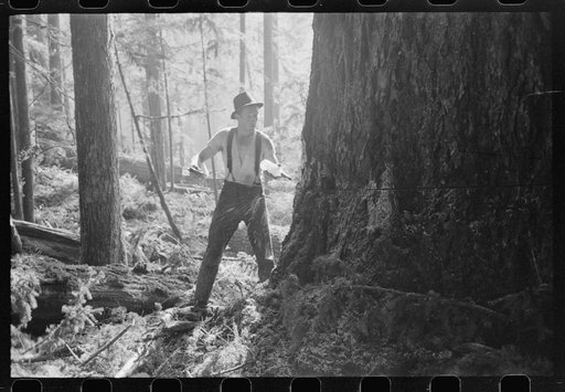 A faller who is pouring oil on this saw while falling a tree, Cowlitz County, Washington