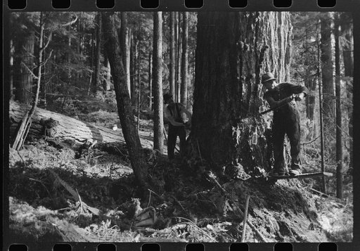 The two fallers saw down a tree, Long Bell Lumber Company, Cowlitz County, Washington