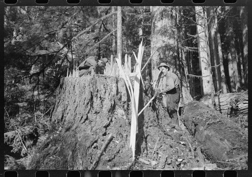 Fresh stump of tree just falled, Long Bell Lumber Company, Cowlitz County, Washington. Notice when writing this caption the use of the work "falled" is correct