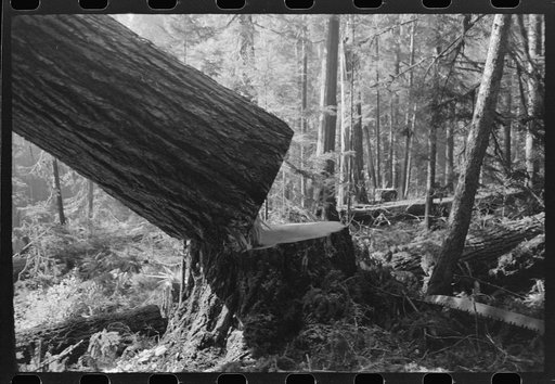Falling a tree, Long Bell Lumber Company, Cowlitz County, Washington