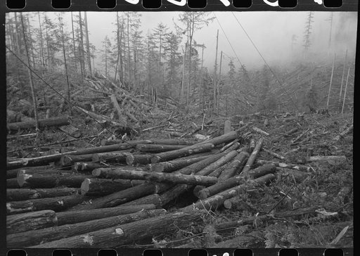 Untitled photo, possibly related to: Logs, Long Bell Lumber Company, Cowlitz County, Washington, in the yard