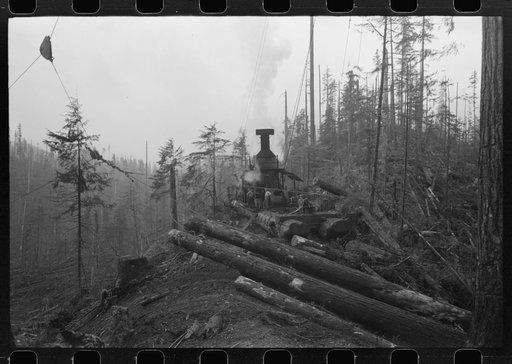 The donkey engine transporting of logs from woods to yard, Long Bell Lumber Company, Cowlitz County, Washington