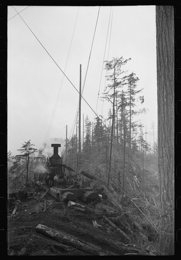 The donkey engine transporting logs from the woods to yard, Long Bell Lumber Company, Cowlitz County, Washington