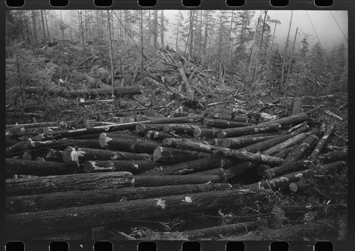 Untitled photo, possibly related to: Logs, Long Bell Lumber Company, Cowlitz County, Washington, in the yard