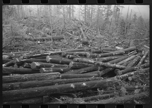 Logs, Long Bell Lumber Company, Cowlitz County, Washington, in the yard
