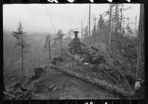 The donkey engine transporting logs from woods to yard, Long Bell Lumber Company, Cowlitz County, Washington