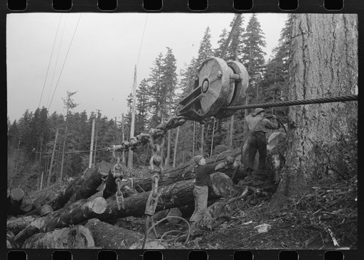 The choker puts choker loop on log for transportation from yard to yard by means of donkey engine, cables and spar tree. Long Bell Lumber Company, Cowlitz County, Washington