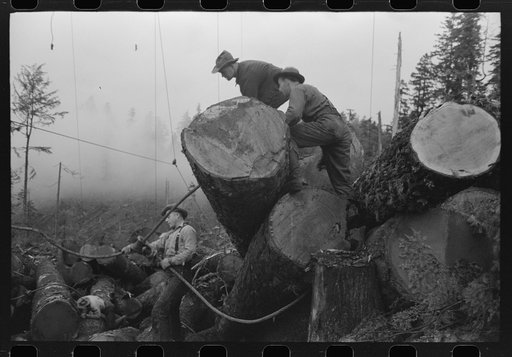 The choker puts choker loop on log for transporting from woods to yard by means of donkey engine, cables and spar tree. Long Bell Lumber Company, Cowlitz County, Washington