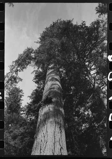 Fir tree, Cowlitz County, Washington
