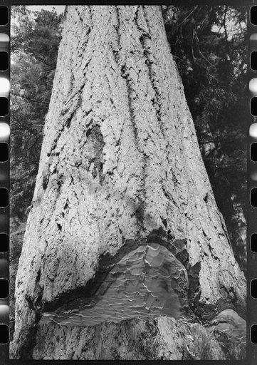 Trunk of fir tree showing undercut, Cowlitz County, Washington