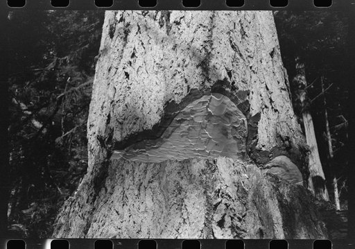 Trunk of fir tree showing undercut, Cowlitz County, Washington