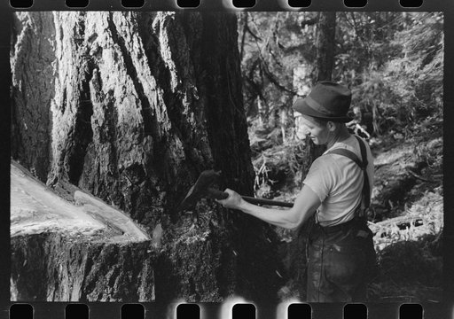 Untitled photo, possibly related to: A faller who is pouring oil on this saw while falling a tree, Cowlitz County, Washington