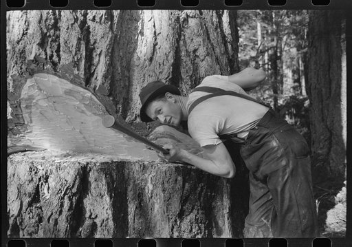Untitled photo, possibly related to: A faller who is pouring oil on this saw while falling a tree, Cowlitz County, Washington