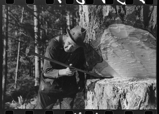 Untitled photo, possibly related to: Sighting a tree in the undercut to determine the exact direction in which the tree will fall, Long Bell Company, Cowlitz County, Washington.