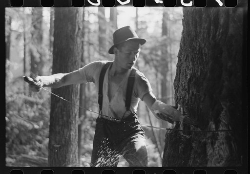 Faller puts oil on saw as he falls tree, Long Bell Lumber Company, Cowlitz, Washington