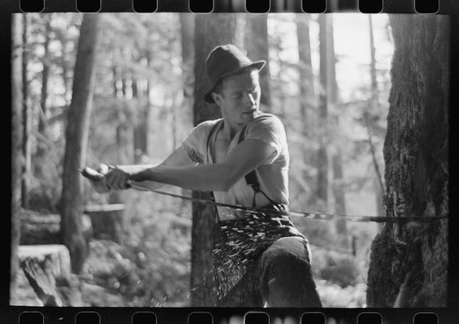 Untitled photo, possibly related to: Faller puts oil on saw as he falls tree, Long Bell Lumber Company, Cowlitz, Washington