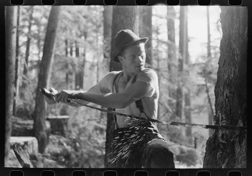 Untitled photo, possibly related to: Faller puts oil on saw as he falls tree, Long Bell Lumber Company, Cowlitz, Washington