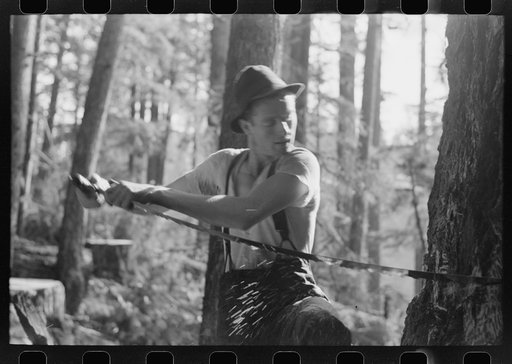 Untitled photo, possibly related to: Faller puts oil on saw as he falls tree, Long Bell Lumber Company, Cowlitz, Washington