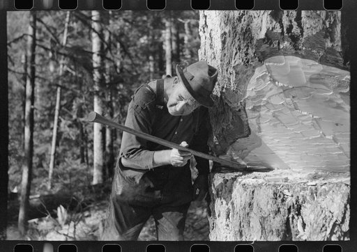 Head faller sights to see exact direction in which tree will fall, Long Bell Lumber Company, Cowlitz County, Washington
