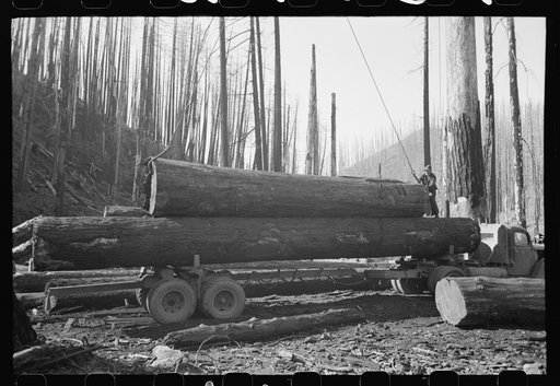 Loading logs onto truck for transportation to mill. Gyppo logging operations, Tillamook County, Oregon. The small, independent loggers are called gyppos