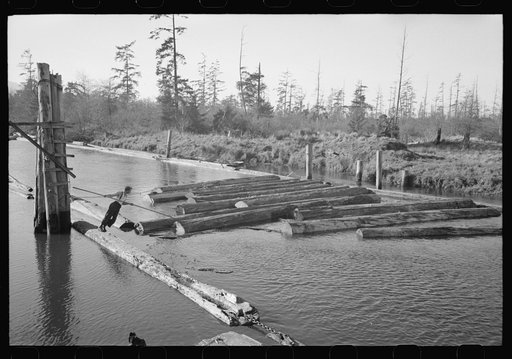 Lumberjack forming log raft in slough at Tillamook, Oregon